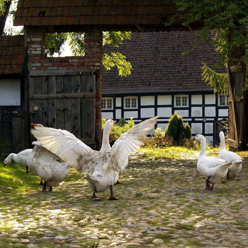 SONY DSC Festiwal Gęsiny - Krainia w Kratę - Swołowo