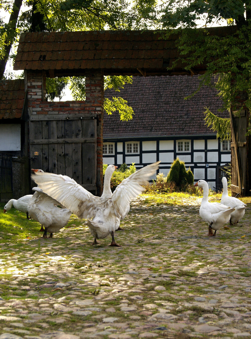 SONY DSC Festiwal Gęsiny - Krainia w Kratę - Swołowo
